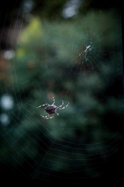 Сонник о пауках и их символике в сновидениях